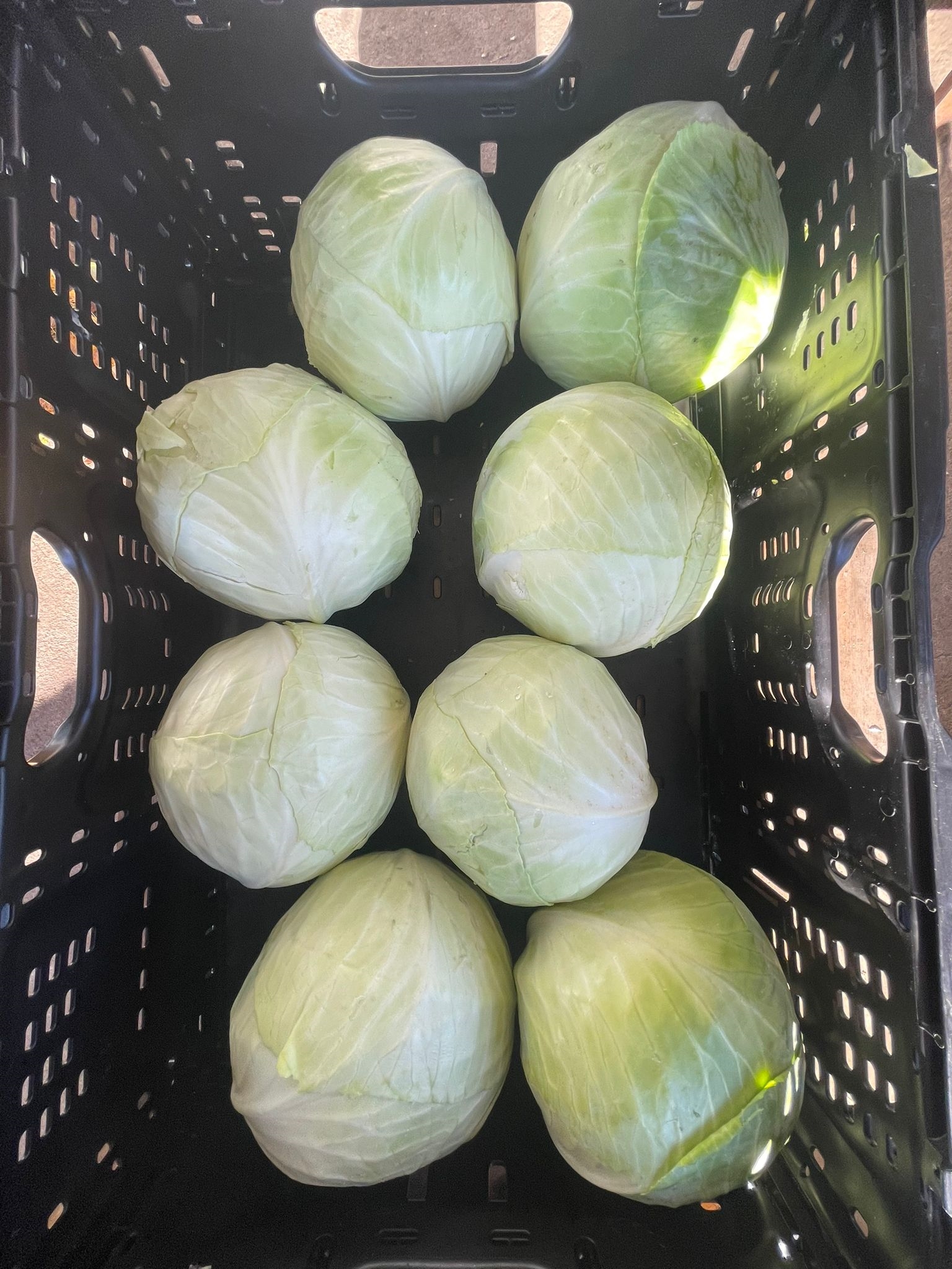 /uploads/producer/Bílé zelí