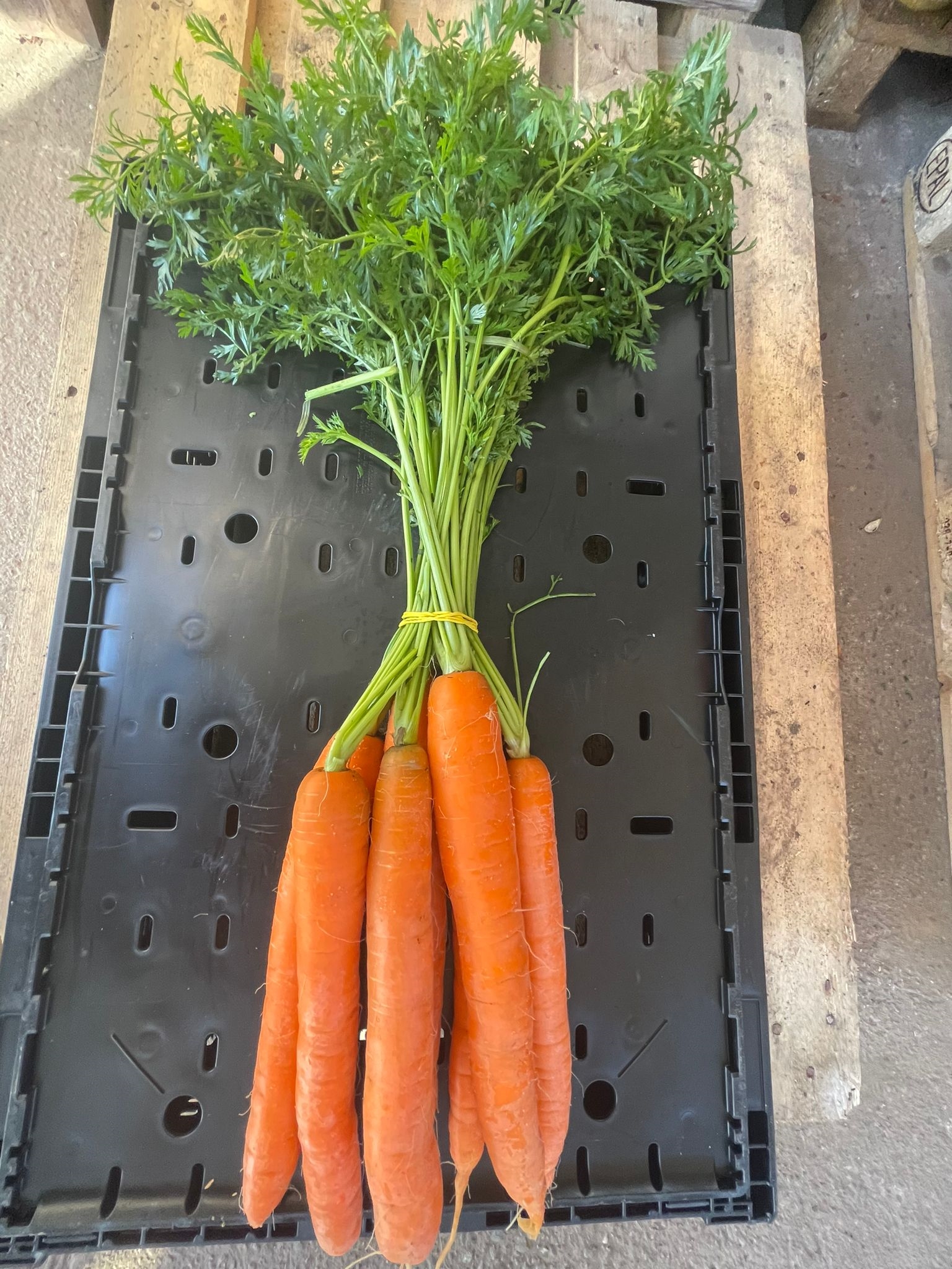 /uploads/producer/Mrkev svazková I.